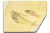 Plate With Two Fossil Fish (Diplomystus & Knightia) - Wyoming #367510-1